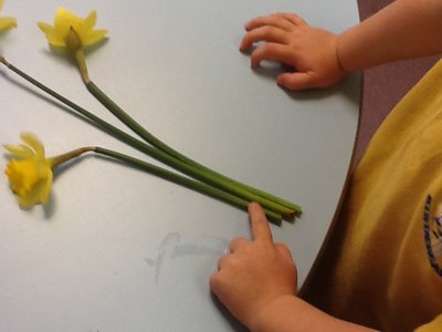 Image of Kindergarten daffodils