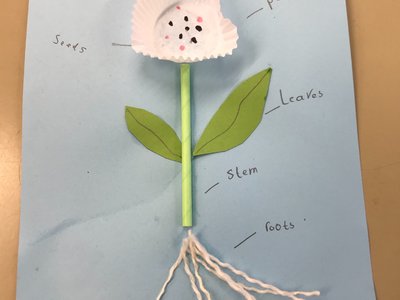 Image of Science Plants Year 1