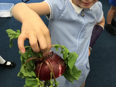 Image of Year 2 Minibeasts, radishes and banner making